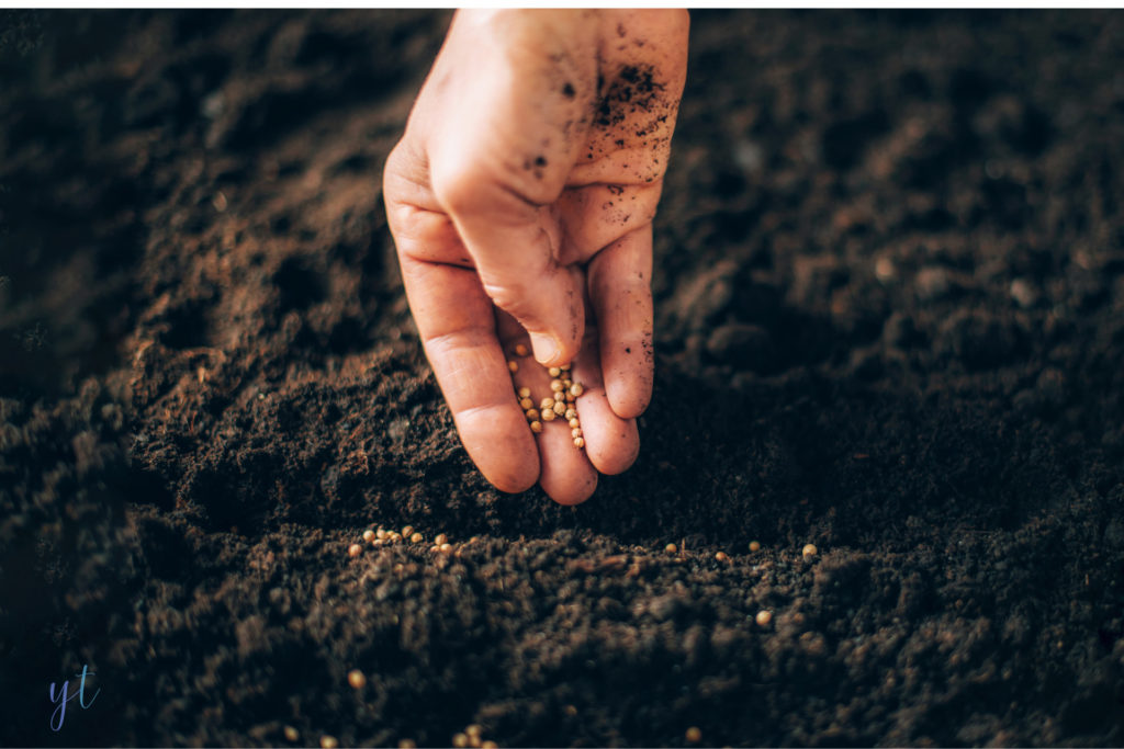 Planting the YouTime seed